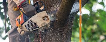 How Our Tree Care Process Works  in  Minneapolis, MN