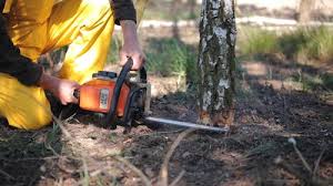 Best Lot and Land Clearing  in Minneapolis, MN