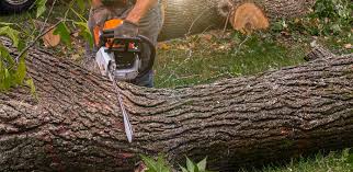 Best Grass Overseeding  in Minneapolis, MN