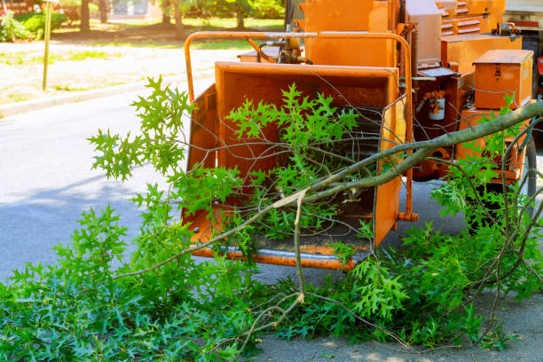 Best Tree Risk Assessment  in Minneapolis, MN