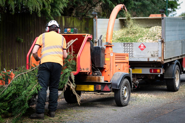 Best Pest Control for Lawns  in Minneapolis, MN