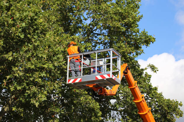 Best Commercial Tree Services  in Minneapolis, MN