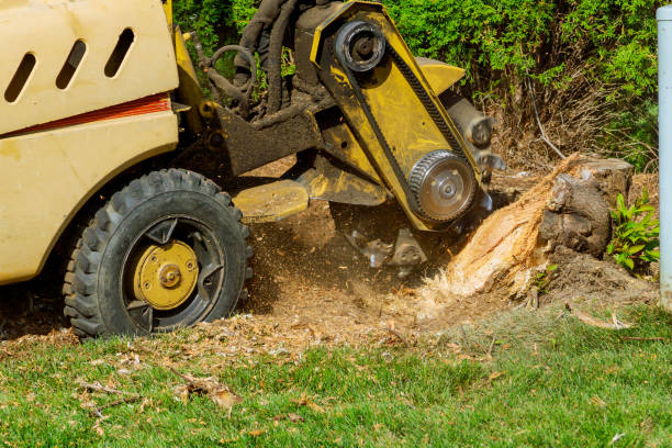 Lawn Maintenance Plans in Minneapolis, MN