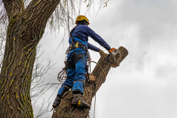 Best Tree Health Inspection  in Minneapolis, MN