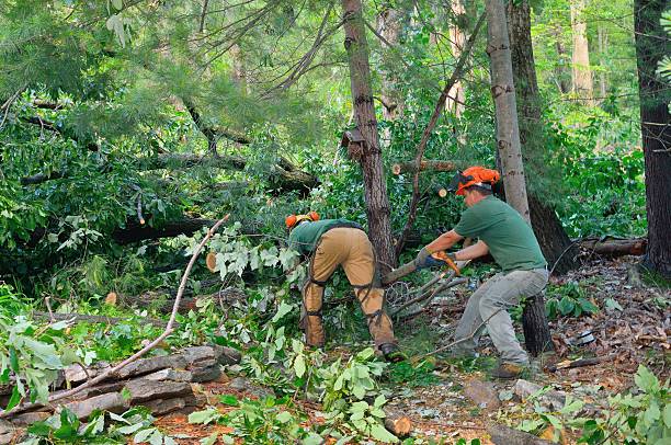 How Our Tree Care Process Works  in  Minneapolis, MN