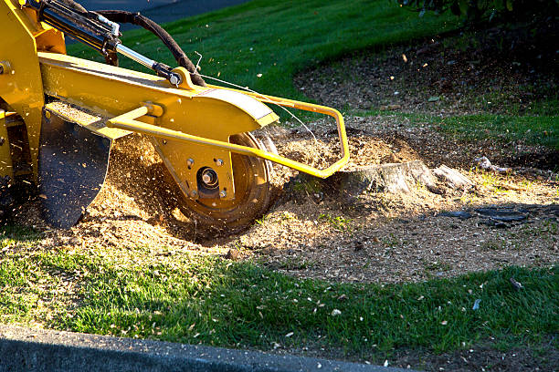 Best Weed Control  in Minneapolis, MN