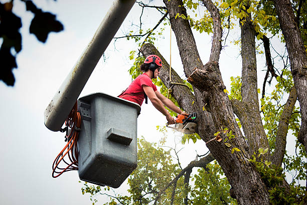 Best Tree and Shrub Care  in Minneapolis, MN