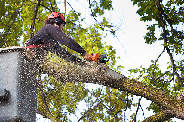 Best Hedge Trimming  in Minneapolis, MN