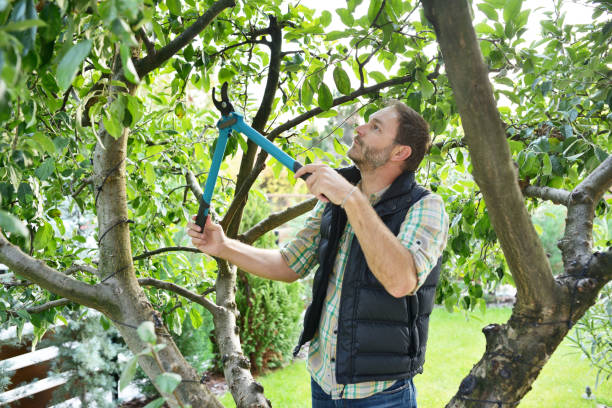 Best Arborist Consultation Services  in Minneapolis, MN